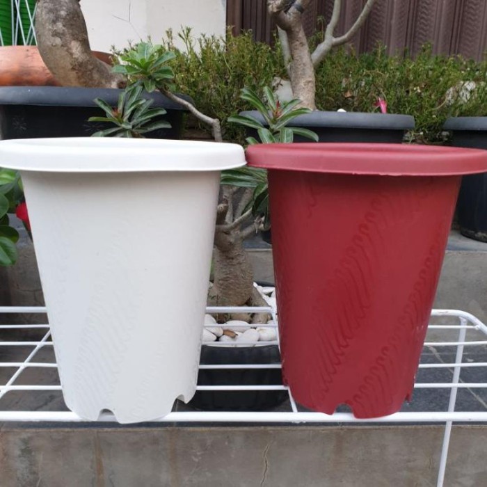 Jm Ruby Astor Batik Uk 18 Pot Bunga Tinggi Mirip Yogap Murah Bagus