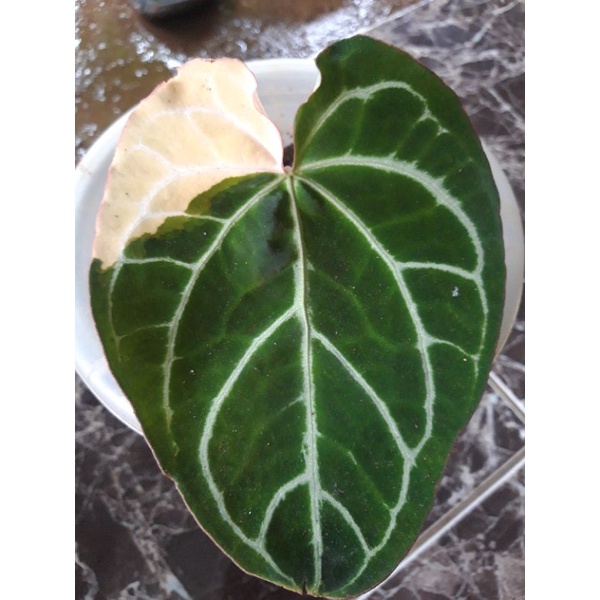 anthurium kuping gajah varigata