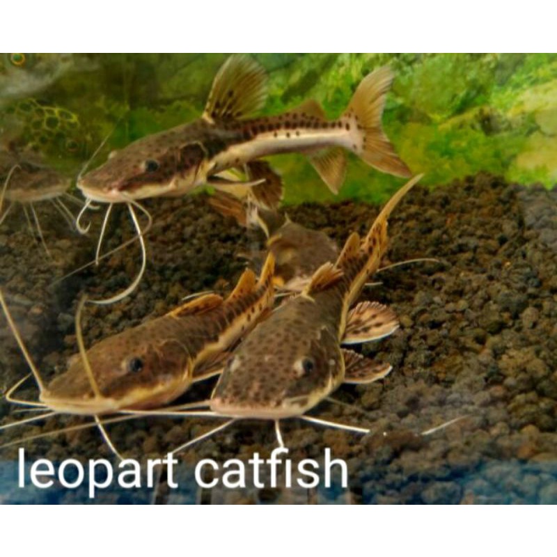 

ikan leopart catfish 18-20