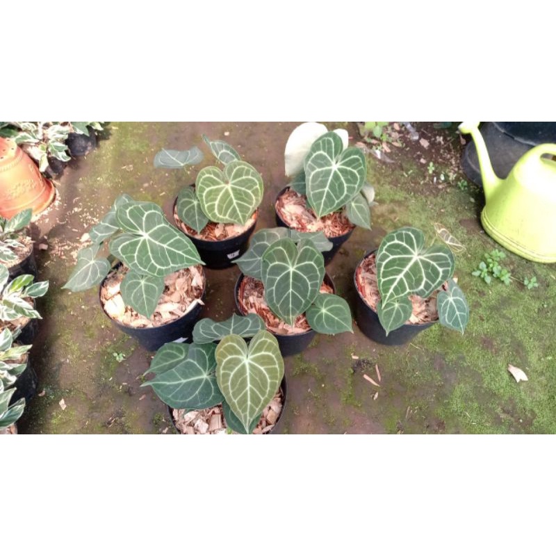 kuping gajah Clarinervium