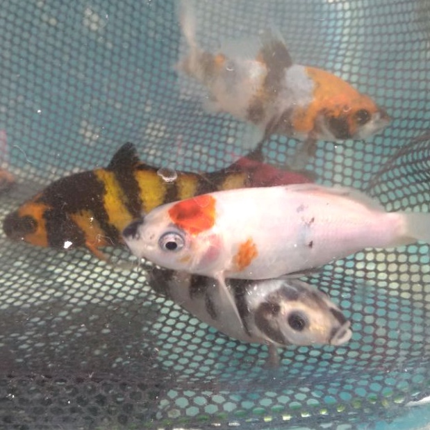 Ikan koi showa, tancho showa, shiro utsuri ginrin, hi utsuri, tategoi. harga perekor