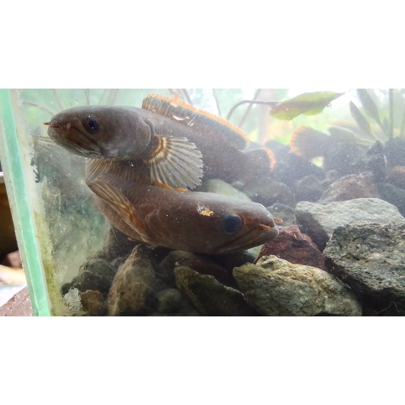 chana limbata sepasang size 15 cm