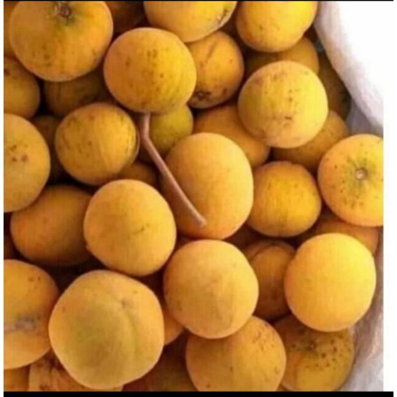 

buah kecapi segar 1 kg