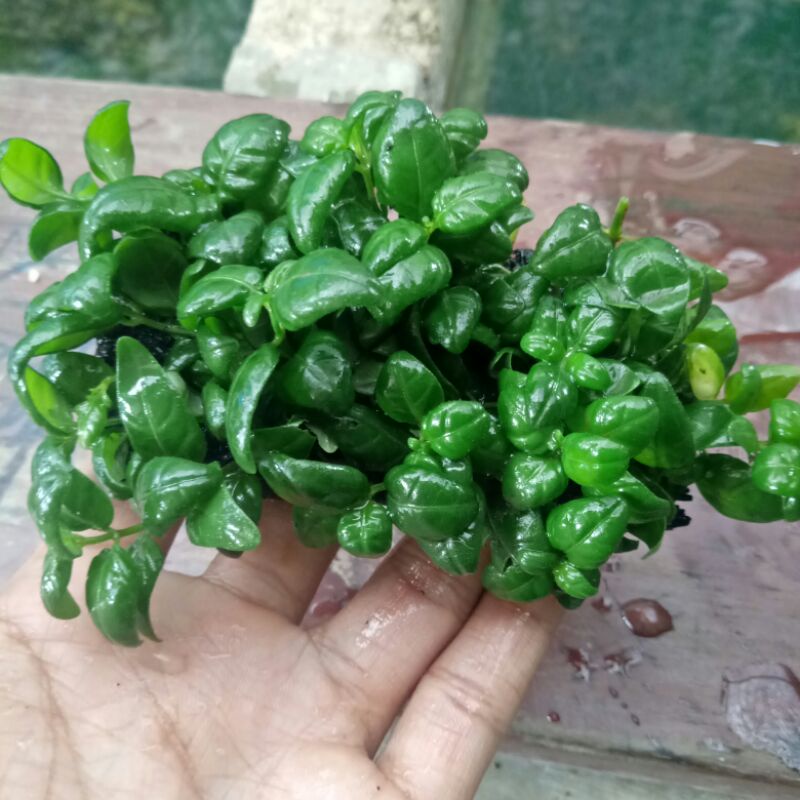 angguran tanaman aquascape low co2