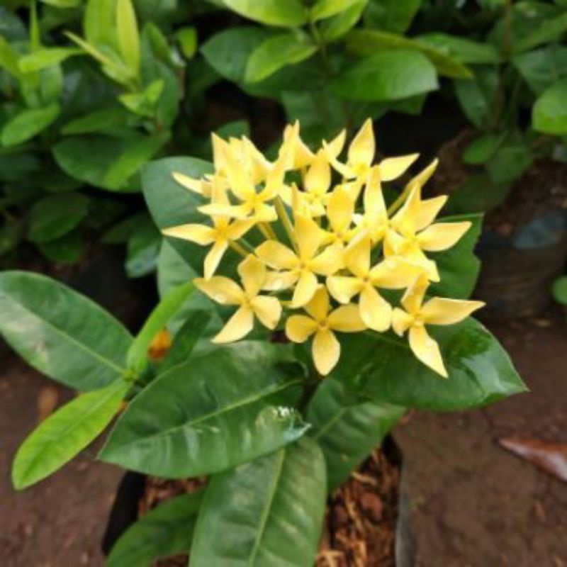 tanaman hias asoka Hawai bunga kuning - Asoka Hawaii - Asoka jepang