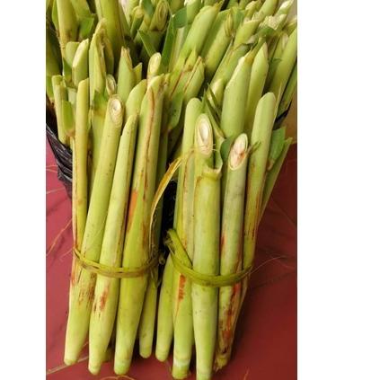 

QADR-72 Terubuk / Tebu telur Murah Berat1Kg Motif Terkini