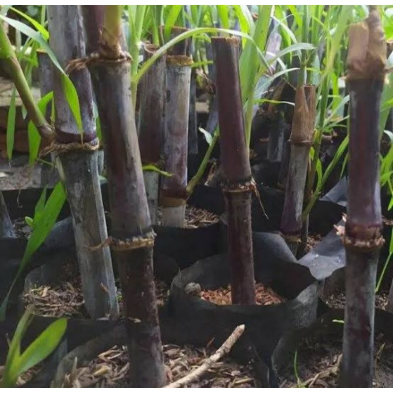 Bibit tebu Ireng tebu wulung tebu hitam siap tanam