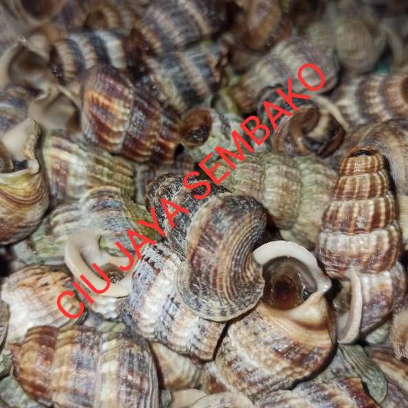 

[B-7]2 ♥☞] KEONG NENEK BERSIH POTONG BUNTUT / KATANGLO BERSIH / CHAO LO / TUTUT / SIPUT SEDUT / KATANG LO-langsung kirim