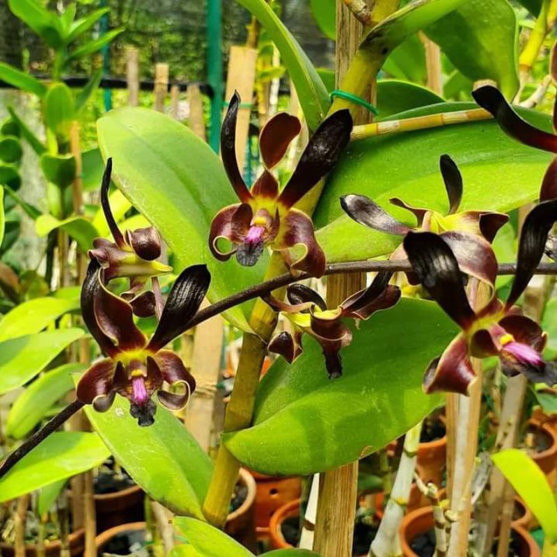 Dendrobium Rajajowas Seedling