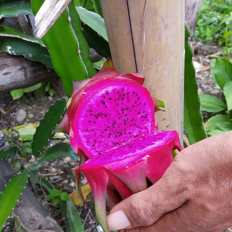 Pupuk Organik Pelebat Buah Dan Booster Buah Naga Cepat Berbuah Lebat