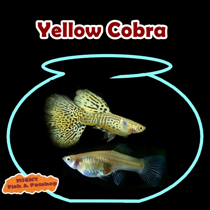 SEPASANG Yellow Cobra Grade indukan Guppy
