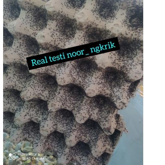 

BEST SELLER [SIAP COD] TELUR JANGKRIK ALAM SUPER BERAT 1 ONS BERKUALITAS დ 889