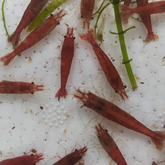 Udang Hias Red Fire Cakep Untuk Akuarium Aquascape Gojek Only