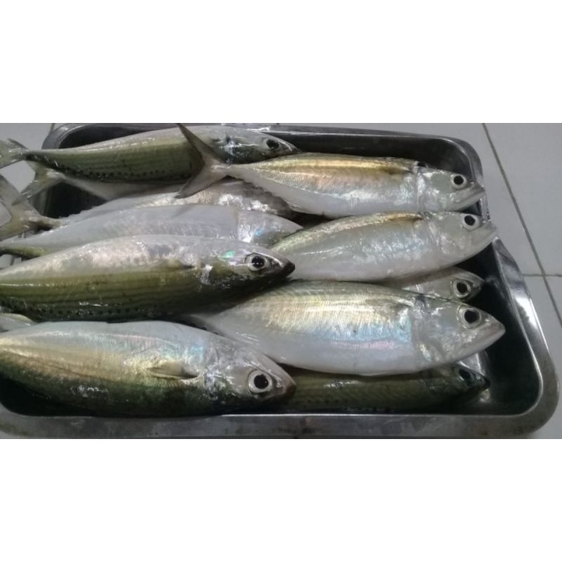 

Ikan Kembung Banjar