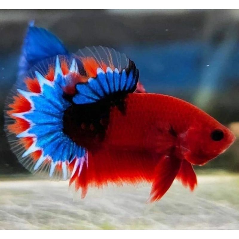 plakat hellboy sepasang cowok cewek