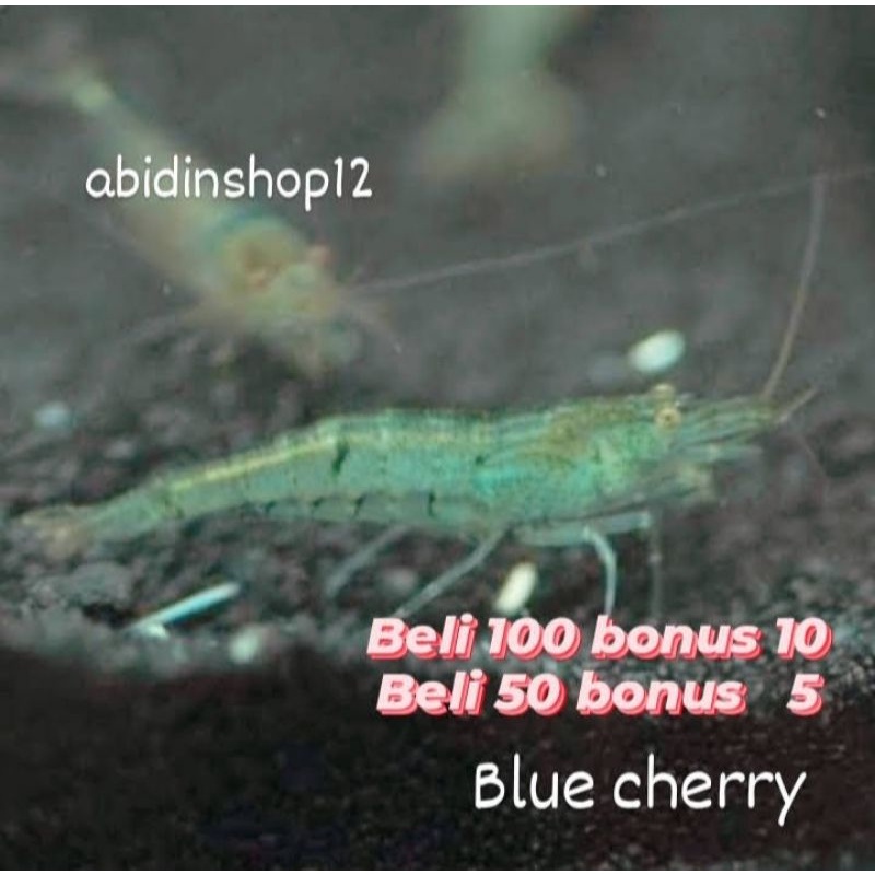 

blue cherry beli 100 bonus 10 beli 50 bonus 5