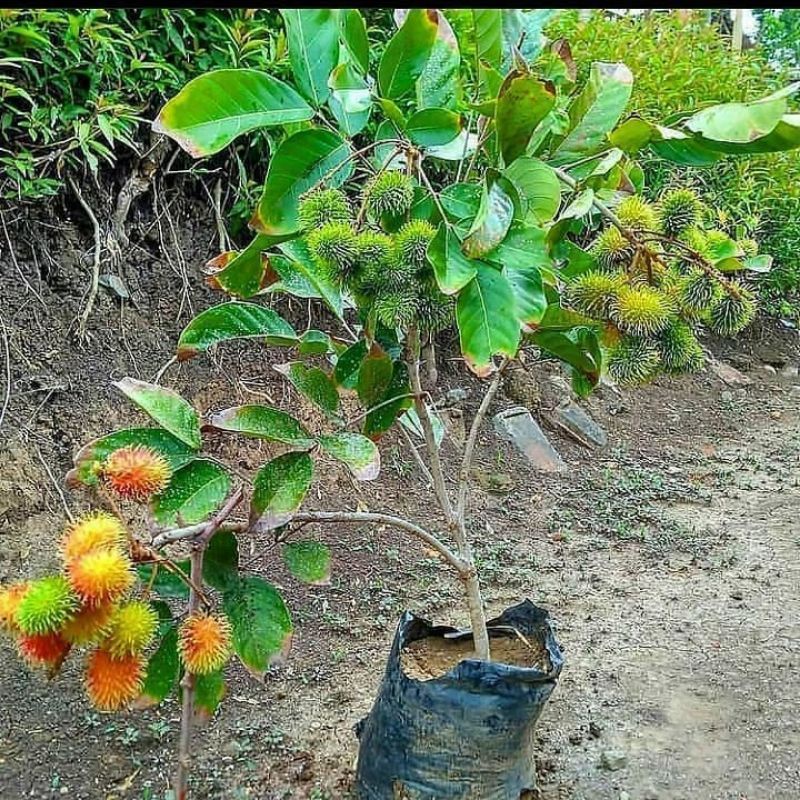 Pupuk Booster Organik Pelebat Buah Rambutan  Dan Perangsang Agar Cepat Berbuah