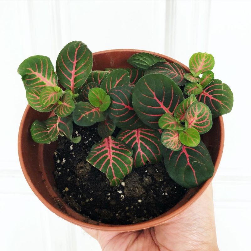 Fittonia Fortissimo import