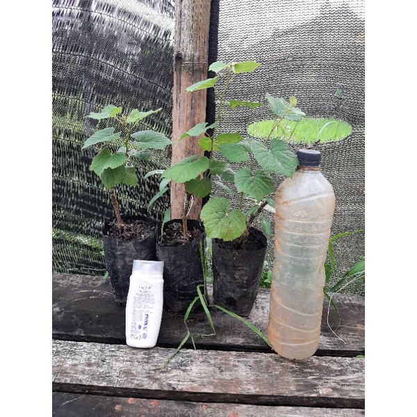 

Rootstock RS Import Courdec 1613