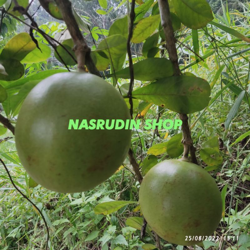 

BUAH BERENUK 3KG BUAH GARENUK GERENUK / MAJA PAHIT