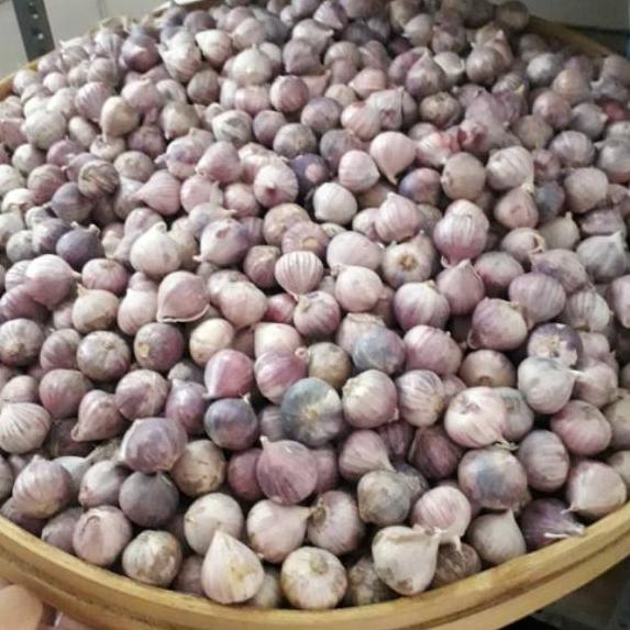 

ㅑ Bawang putih tunggal 1kg BESAR import な