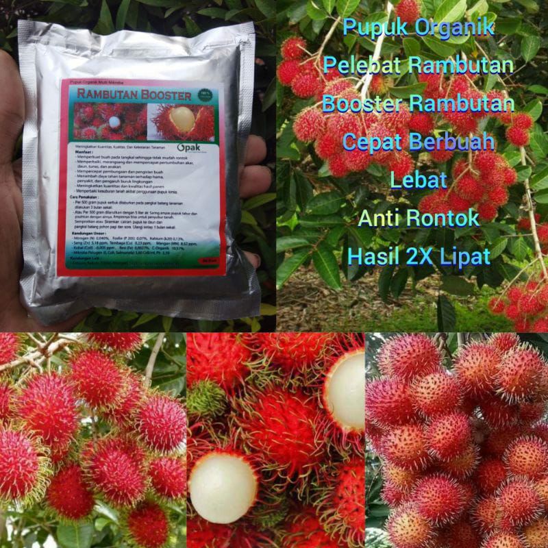 Pupuk Organik Pelebat Buah Dan Booster Rambutan Cepat Berbuah Lebat