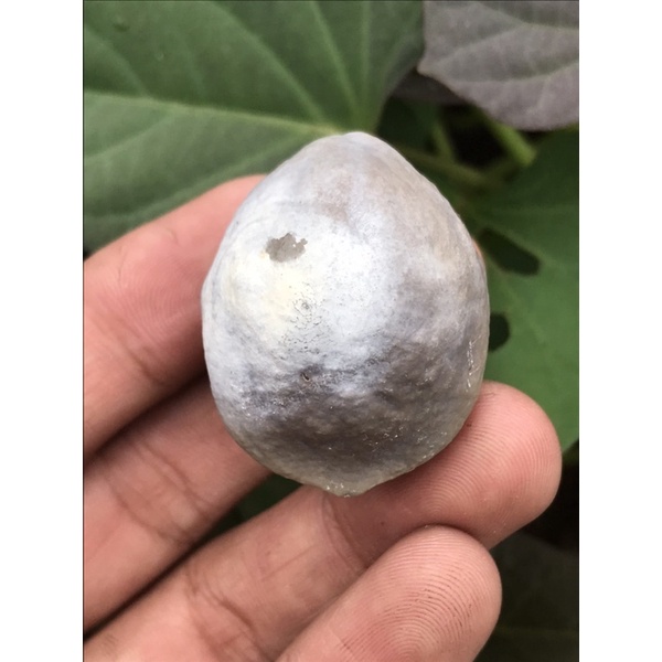 Muncang kemiri adu mayit