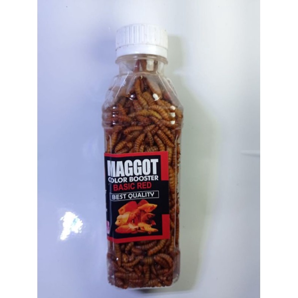 Magot bsf kering pakan chana pulchra Maru Ys asiatika Red Warti auranti