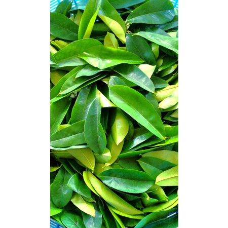 

daun sirsak segar 200gr