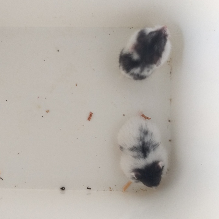 SEPASANG HAMSTER JANTAN BETINA CHAMPBELL PANDA SIAP BREEDING TERNAK