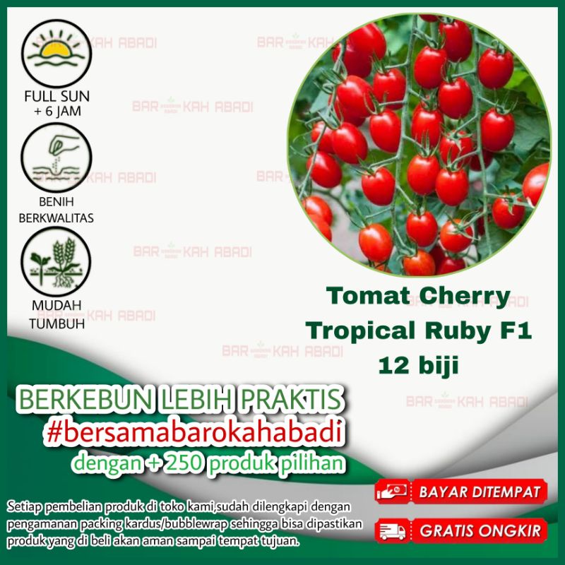 12 Biji - Benih Tomat Cherry Mini Tropical Ruby