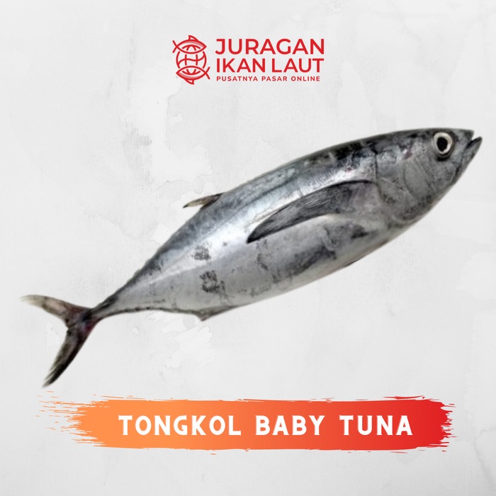 

Ikan Baby Tuna Segar Fresh Berkualitas - 1 Kilogram