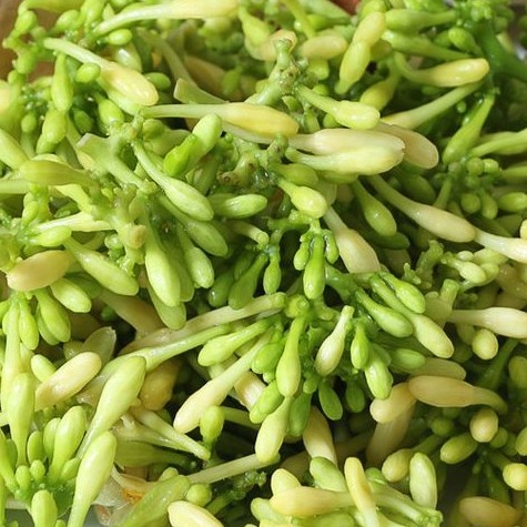 

bunga pepaya pasar online makassar