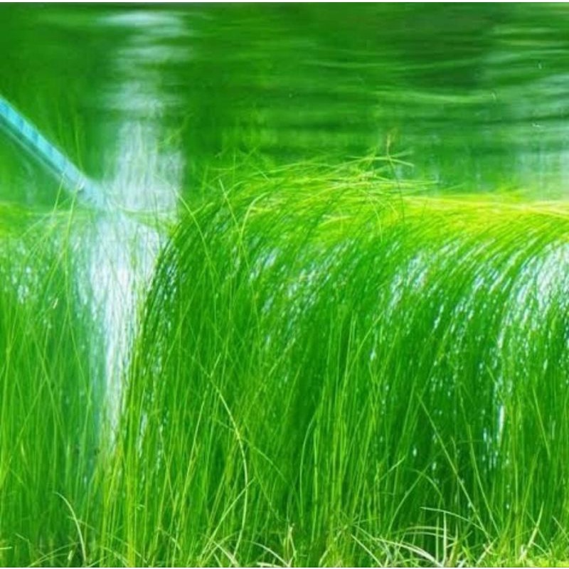 eleocharis vivipara - tanaman aquascape