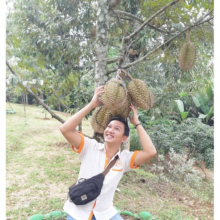 Pupuk Booster Organik Pelebat Buah Durian Dan Perangsang Agar Cepat Berbuah