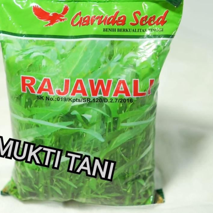 Benih kangkung Rajawali @1kg | bibit kangkung daun lebar rajawali 1 kg