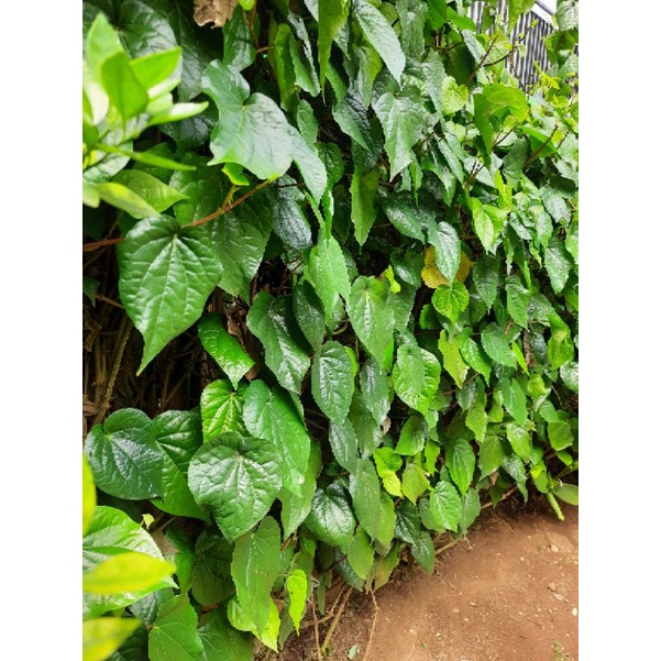 

daun sirih organik 25lembar