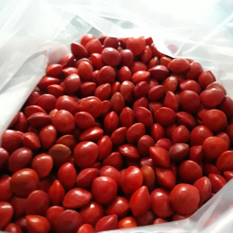 

㊫ BIJI SAGA 1KG MERAH MURNI ➴