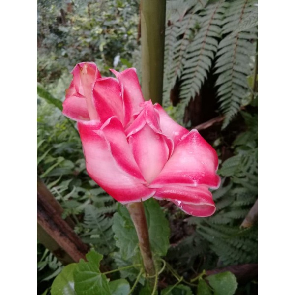 Bunga kecombrang hijau segar