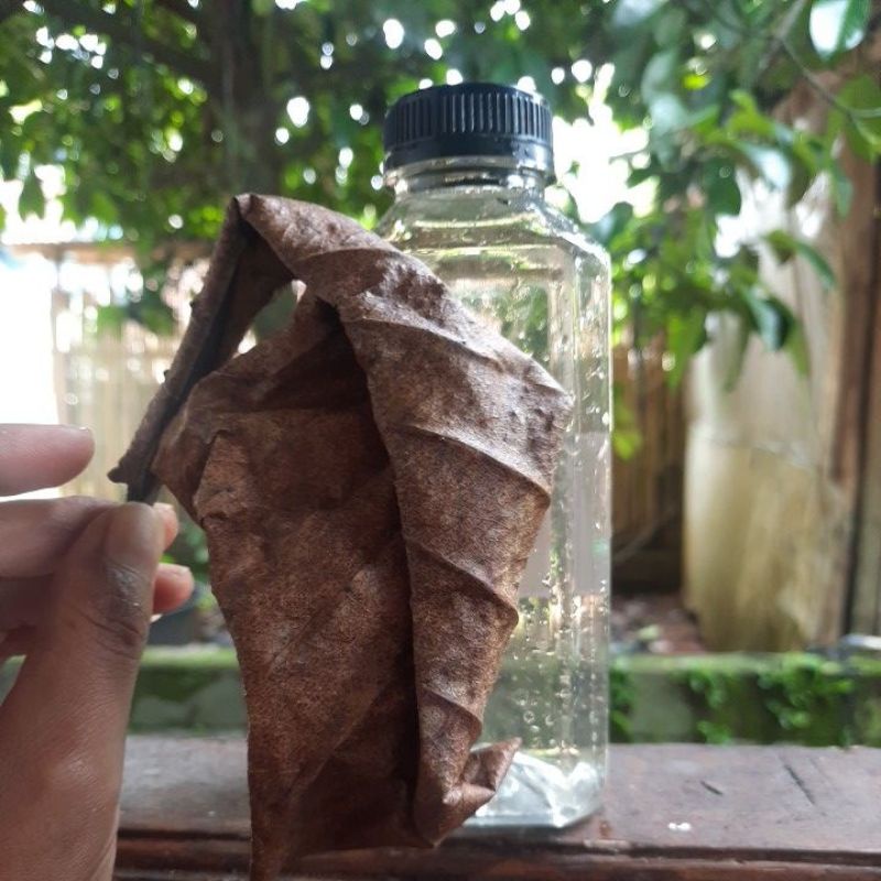 ekstrak daun ketapang