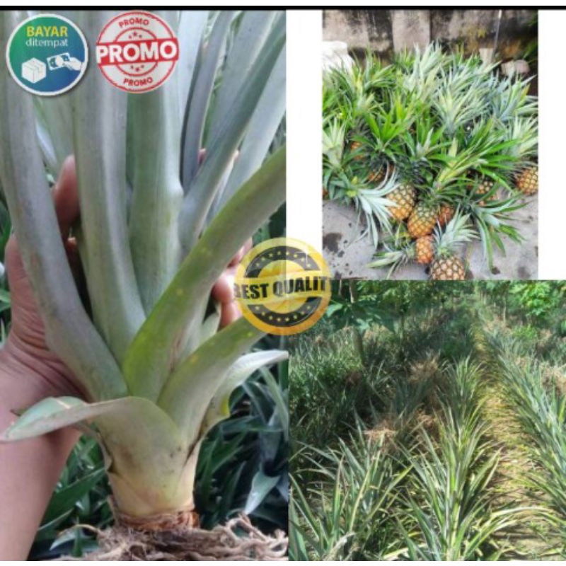 bibit nanas madu jumbo