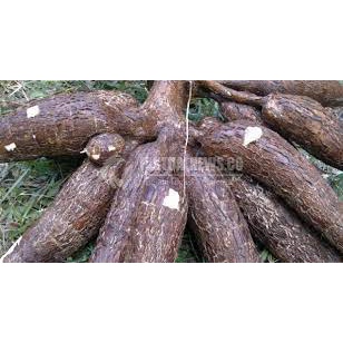 

KETELA POHONG SAPAH TELO per-biji