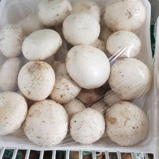 

READY ✅Jamur kancing 1kg|RA9