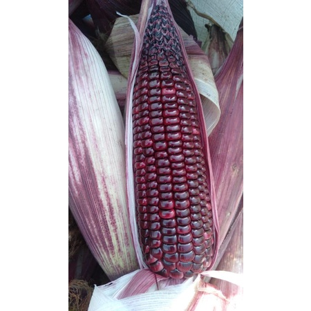 

Jagung ketan ungu