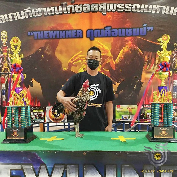 DOPING AYAM ADUAN SUPER BLACK MAGIC RP VVIP AYAM AGRESIF KEKUATAN MENINGKAT DRASTIS