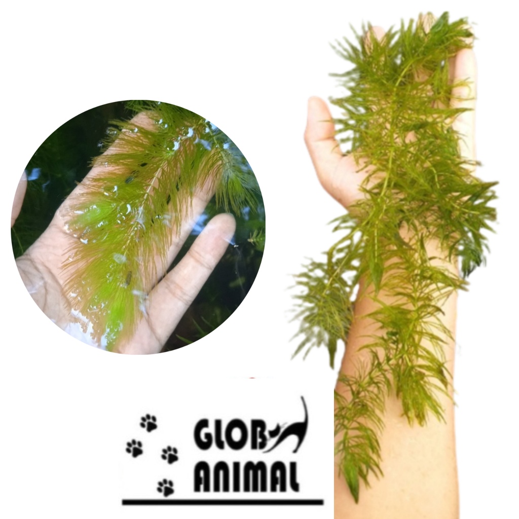 GANGGANG AIR 1 METER tanaman air aquascape ganggang hijau hydrilla hornwort