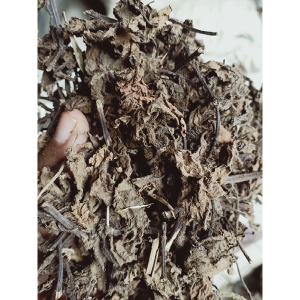 

daun janggelan/cincau hitam 1kg