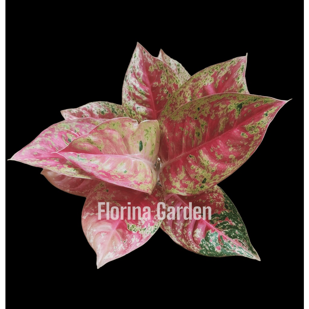 Tanaman Hias Aglonema Mahasety | Tanaman Hias Murah | Aglonema Lokal Murah | Aglonema Mahaseti  Mera