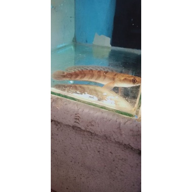 channa red Barito 6-7cm