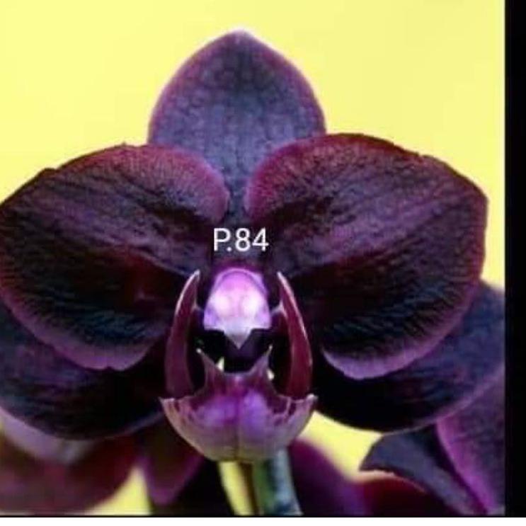 Hot Deal.. anggrek remaja bulan hybrid novelty warna hitam bisa cod ㆀ